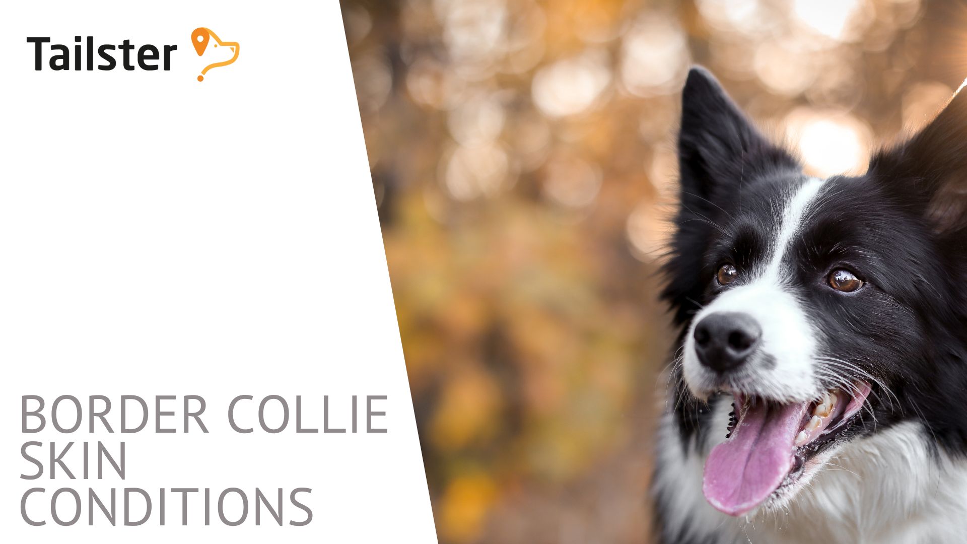 From Itchy Skin To Hot Spots How To Identify And Treat Common Skin