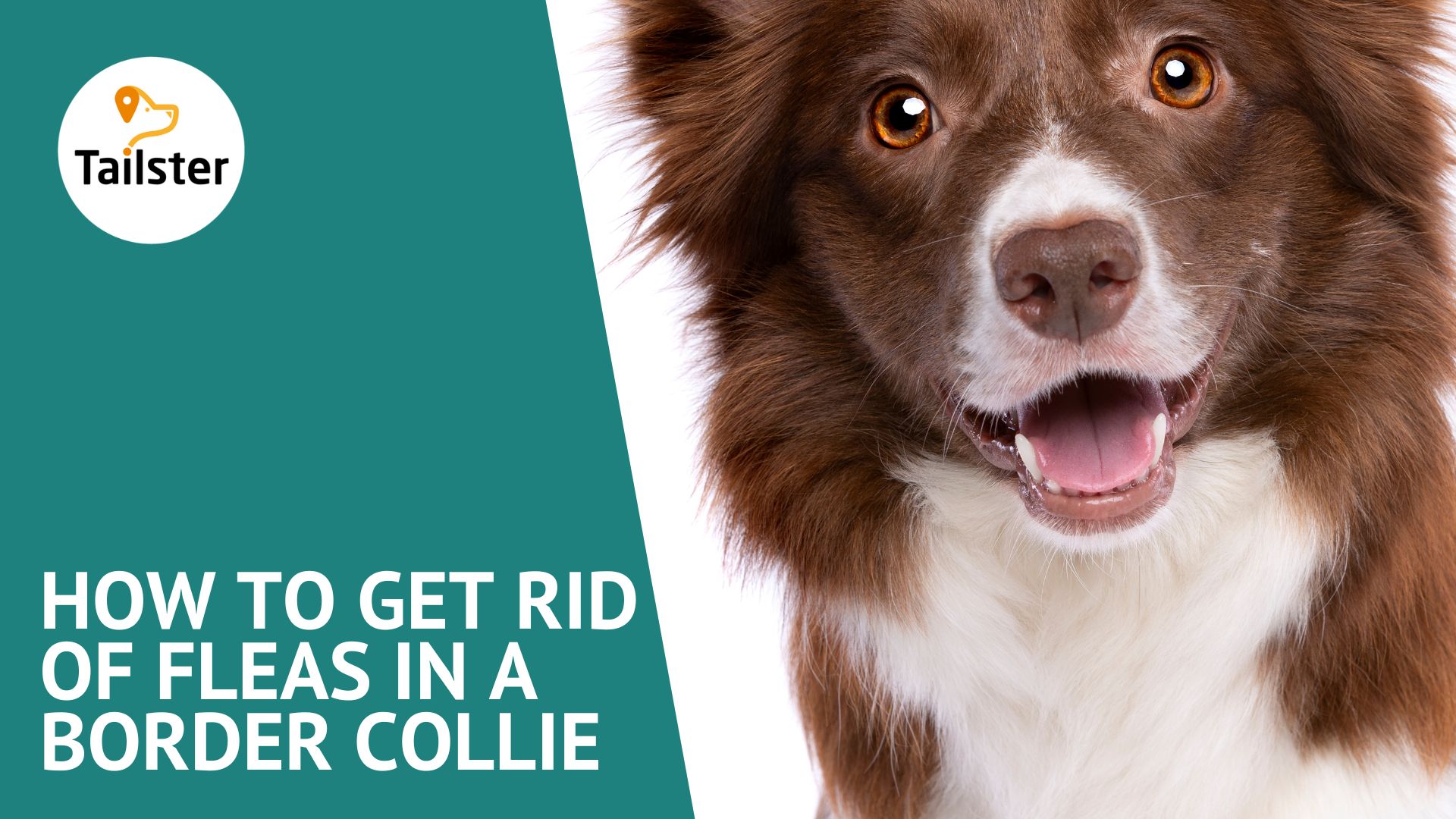 How To Get Rid Of Fleas In A Border Collie