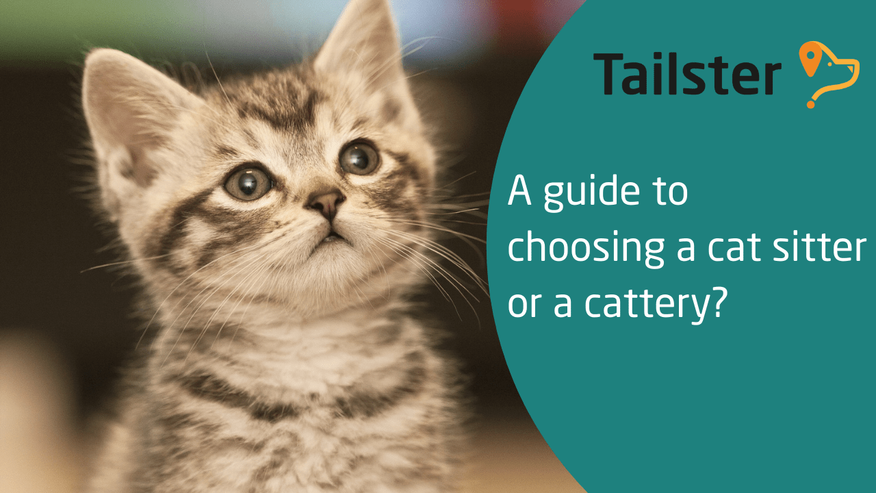 Choosing A Cat Sitter Or Cattery?