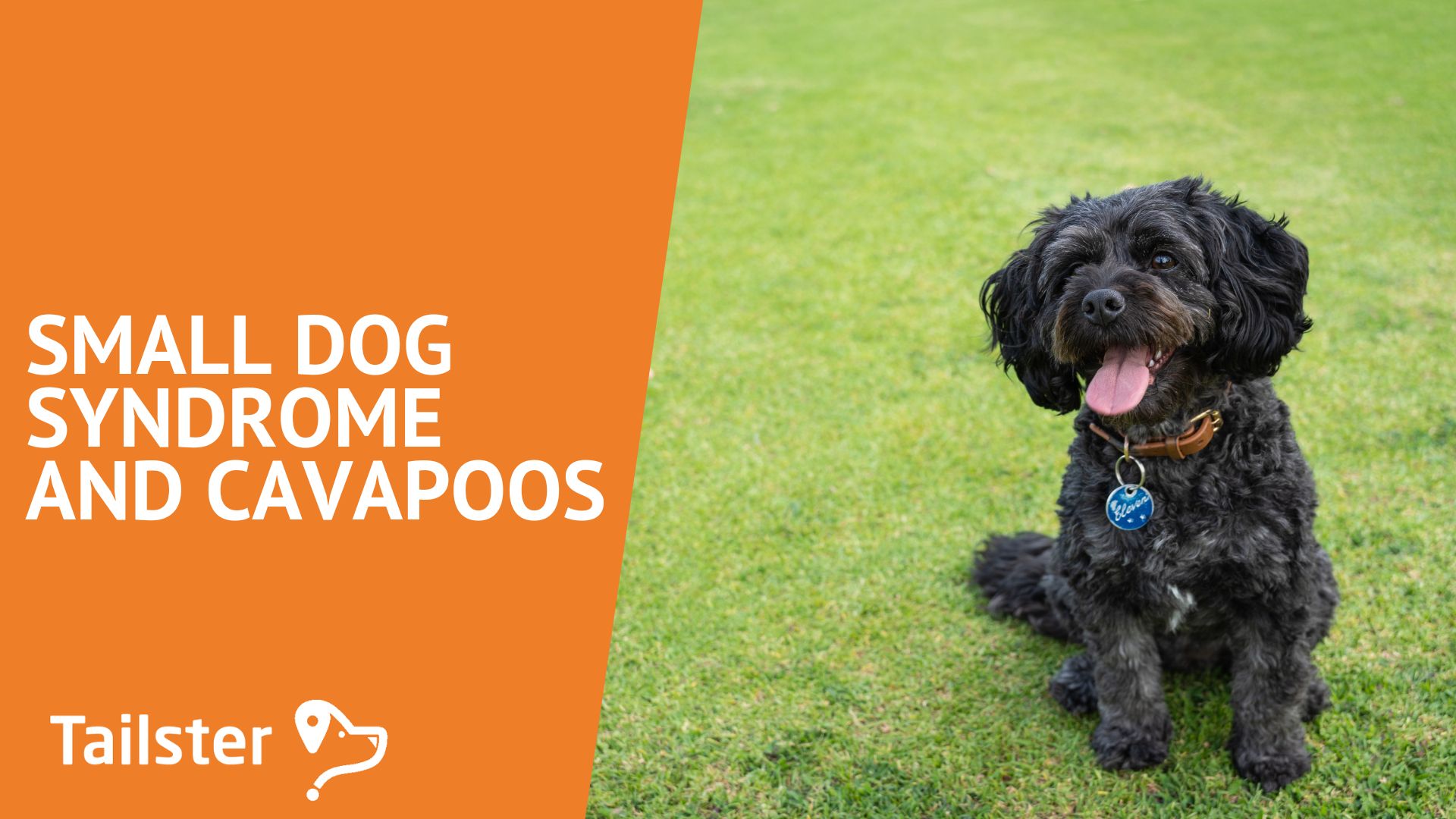 Small Dog Syndrome And Cavapoos