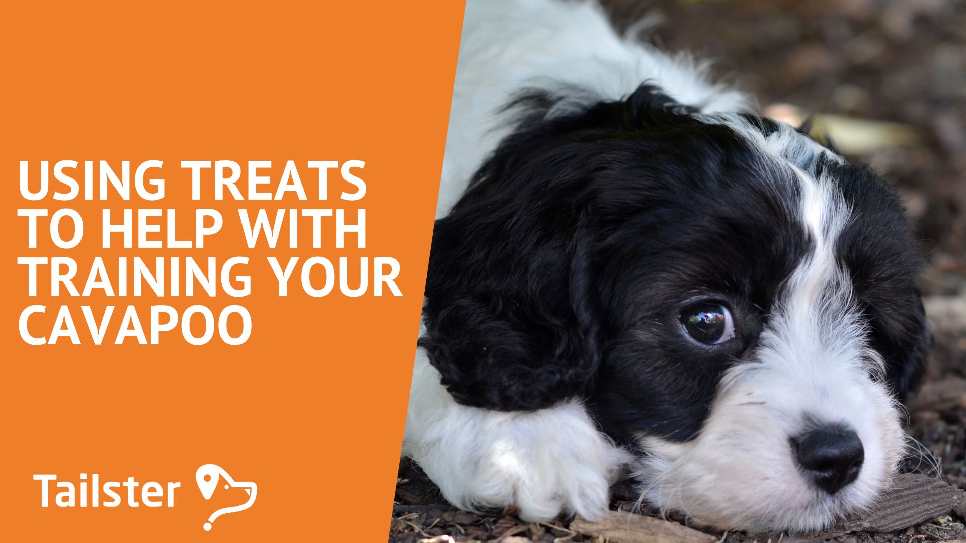Using Treats To Help With Training Your Cavapoo