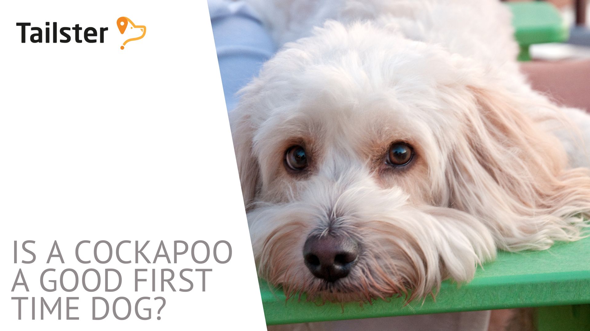 Is A Cockapoo A Good First Time Dog?