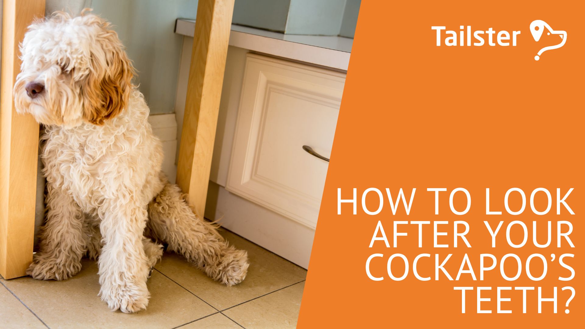 How To Look After Your Cockapoo's Teeth?