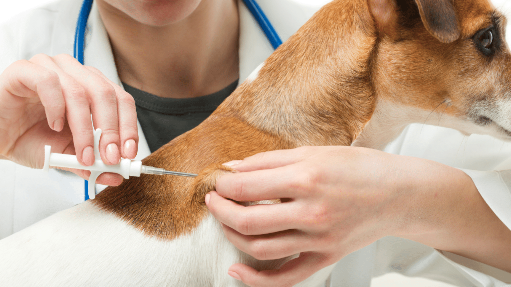 Dog Microchipping Laws What You Need To Know