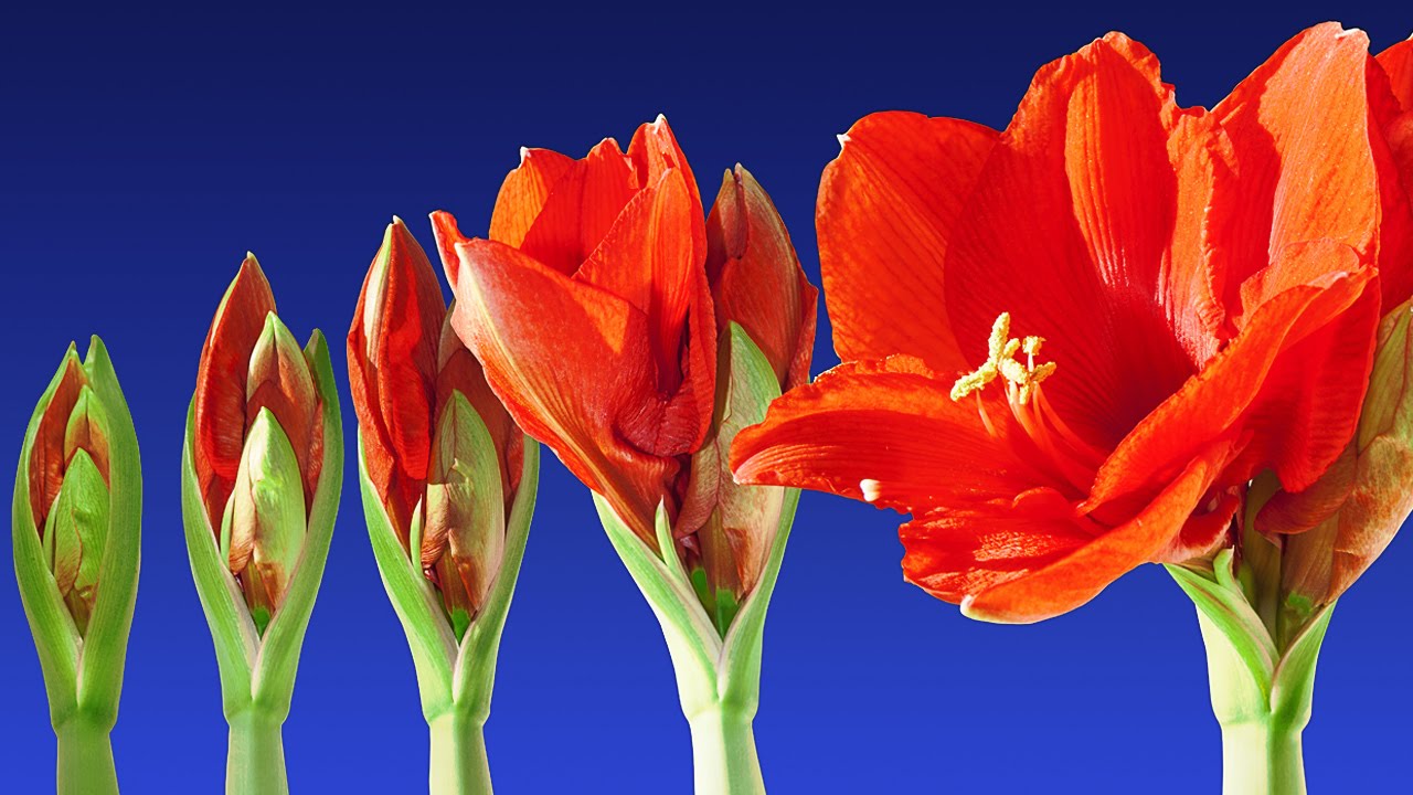 Are You a Blooming Leader?