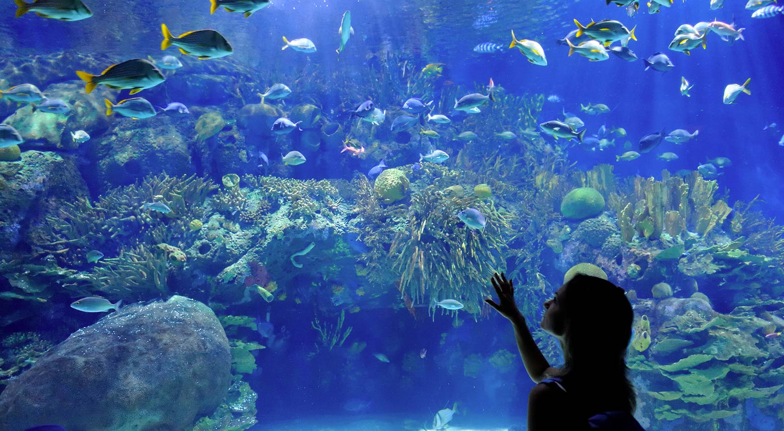 David Keith Wills The Surprising Health Benefits Of An Aquarium