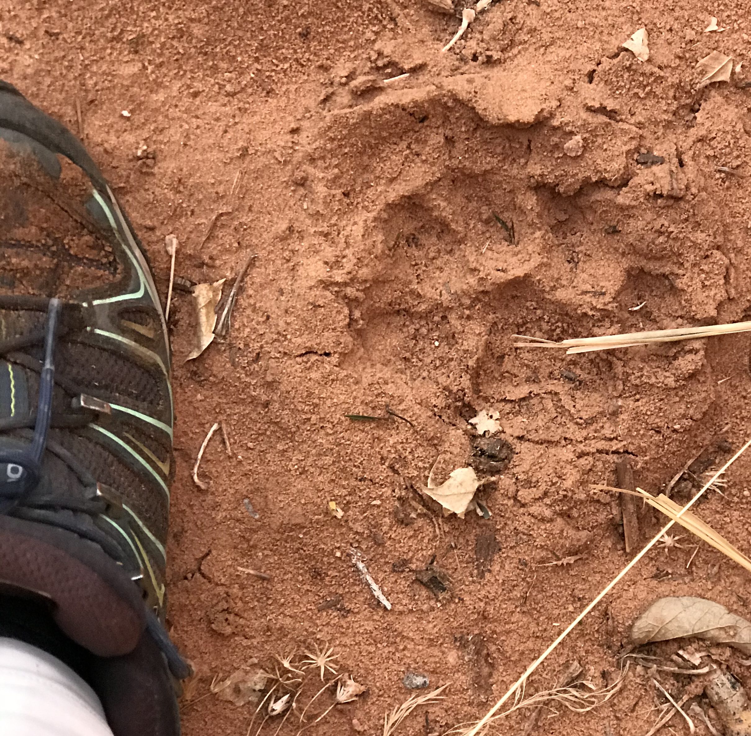 What possesses us to follow tracks INTO the Lion’s Den?