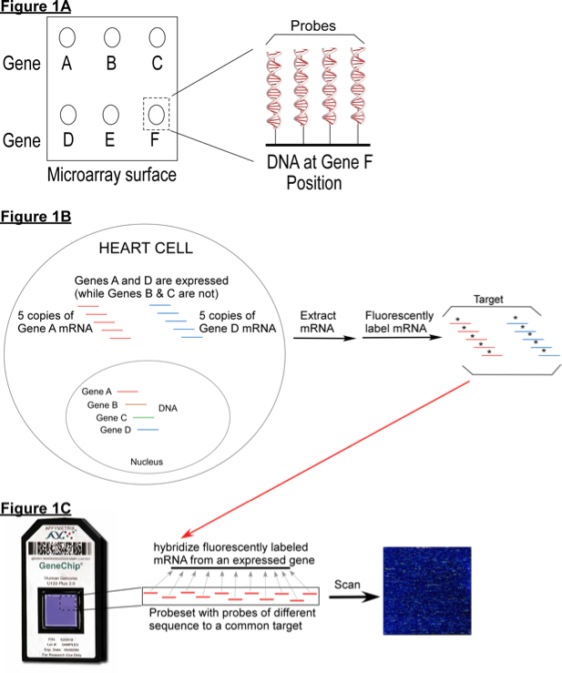 Detecting Differential Gene Expression Using Affymetrix Microarrays