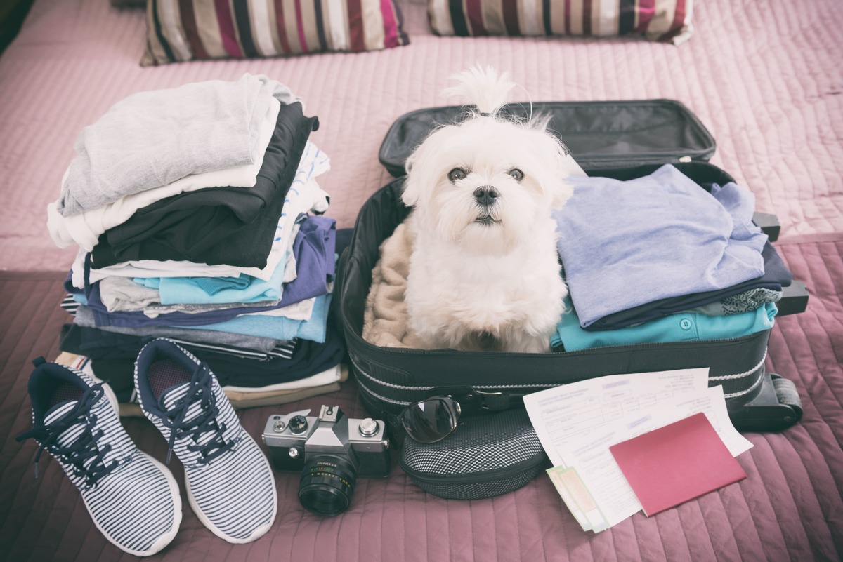 Chollos de Viaje y Hoteles desde 19€
