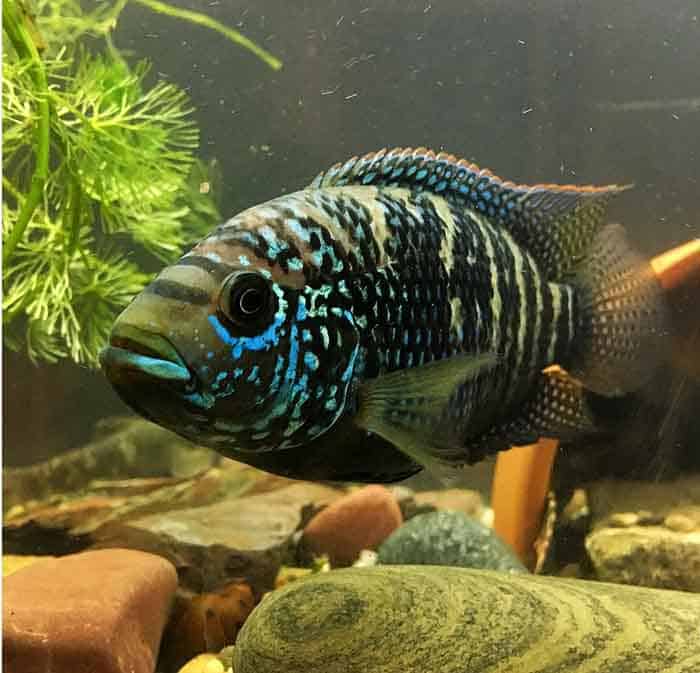Jack Dempsey Fish Male Vs Female
