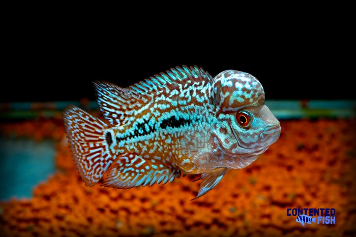Flowerhorn Cichlid - Your Complete Guide - [Updated For 2022]