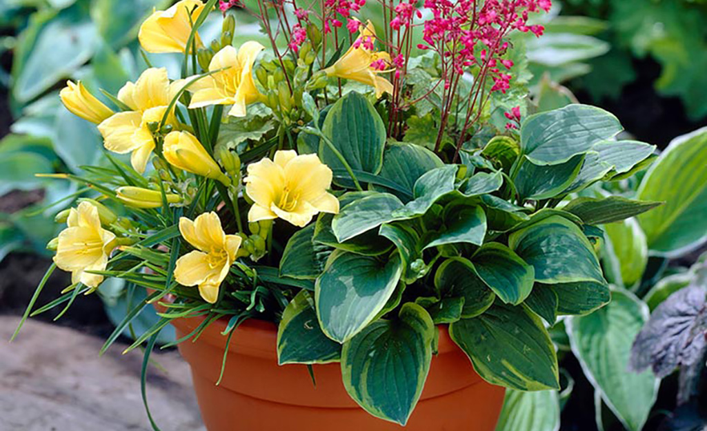 How to Grow Hostas in Pots The Home Depot