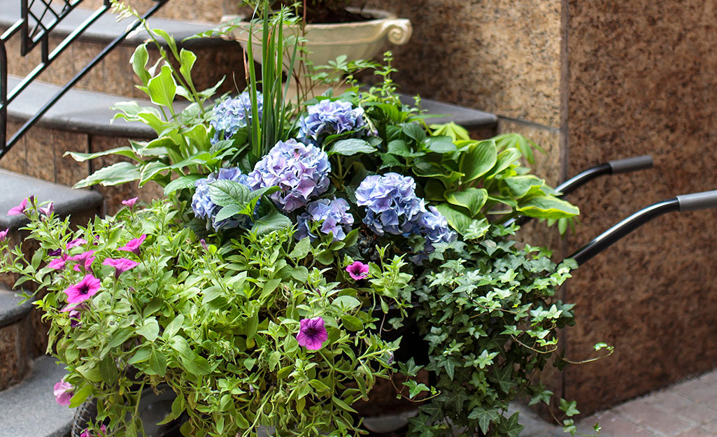 How to Grow Hostas in Pots The Home Depot