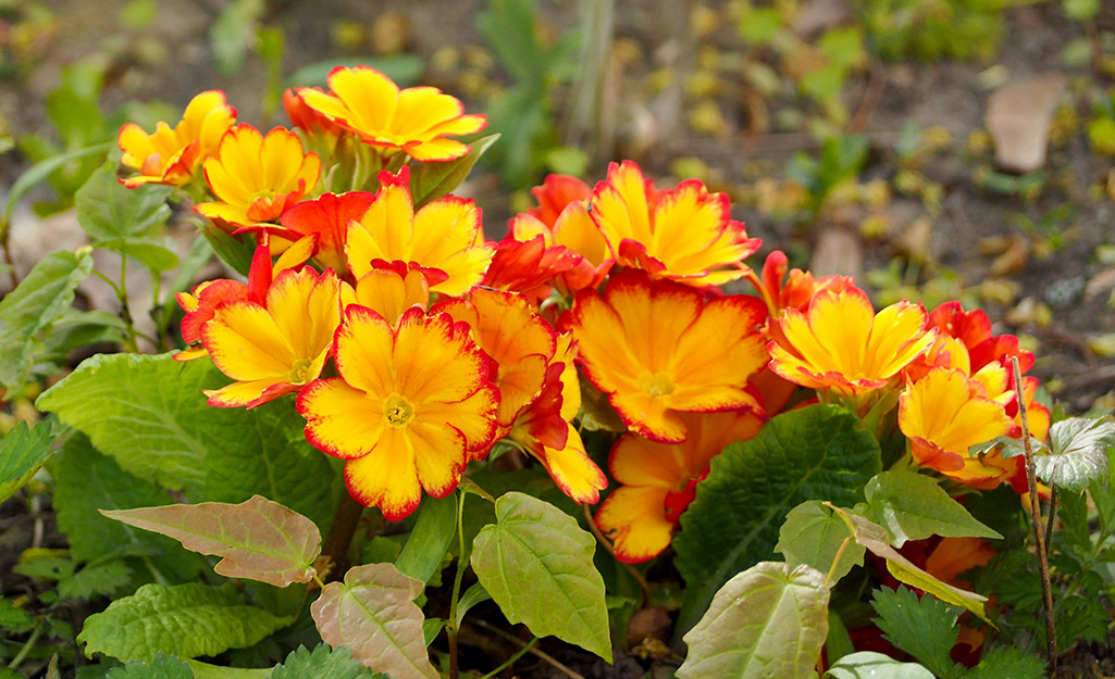 How to Grow Primrose The Home Depot