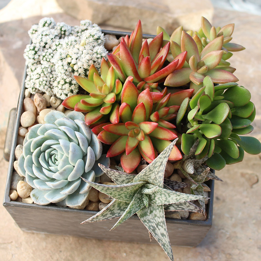 How to Care for Succulents The Home Depot