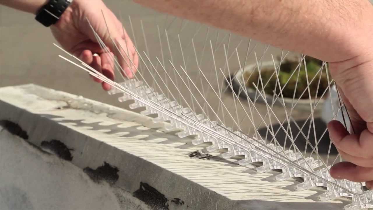 Bird Prevention Is Important. Here’s why! ContentHub