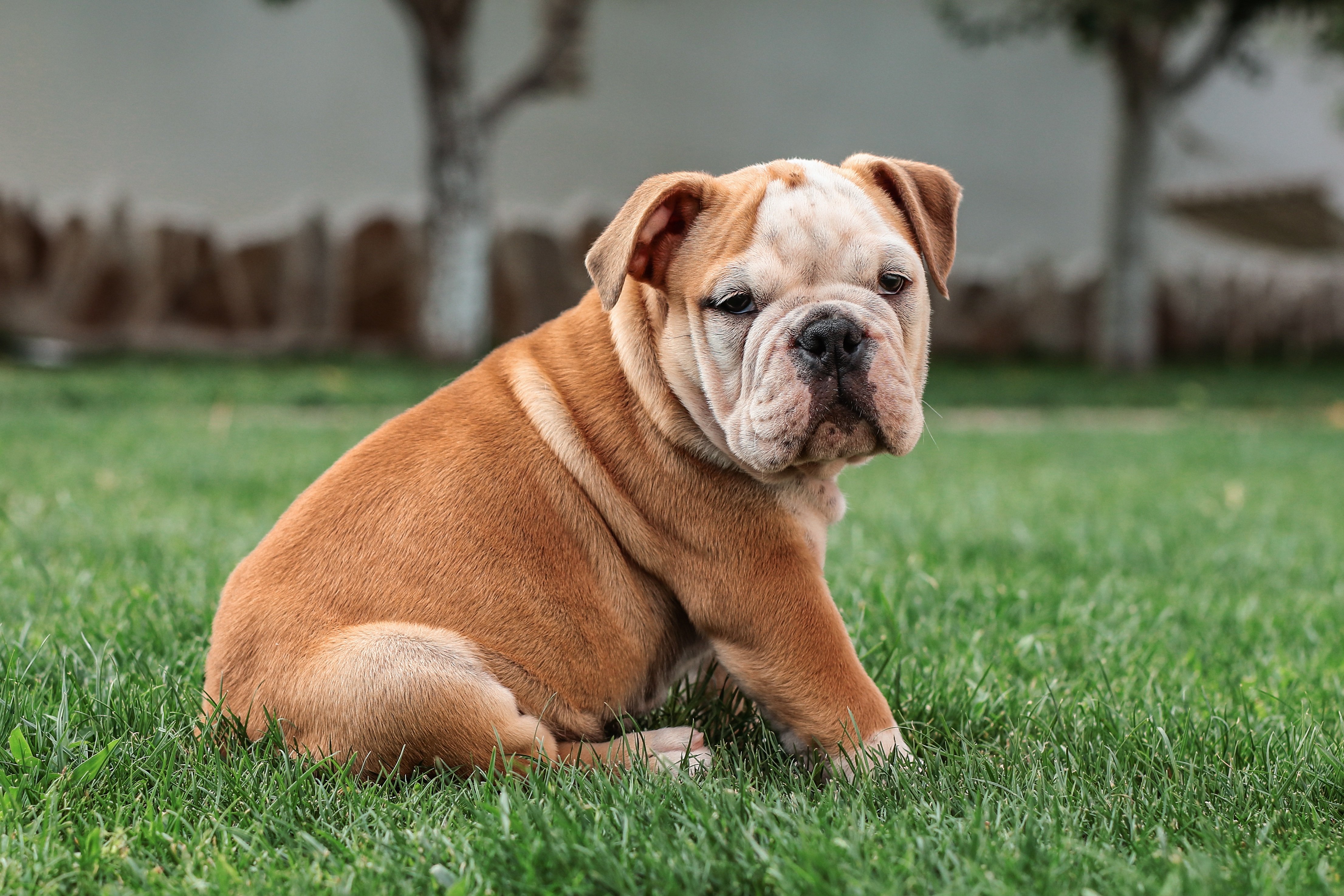 What Is The Difference Between English And British Bulldog