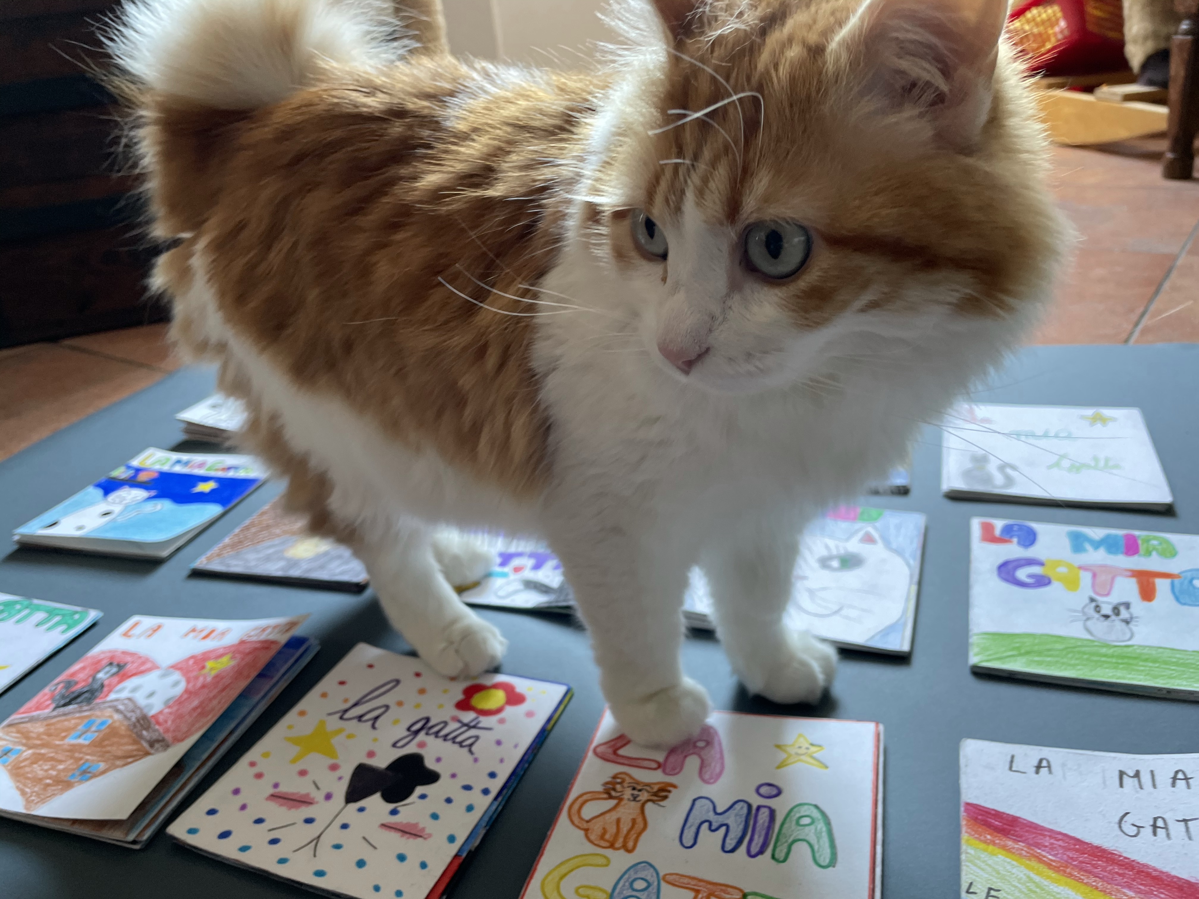 Cat Symptoms Shaking Legs | Cuteness