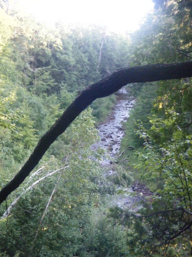 Michigan Leeches Travel Light