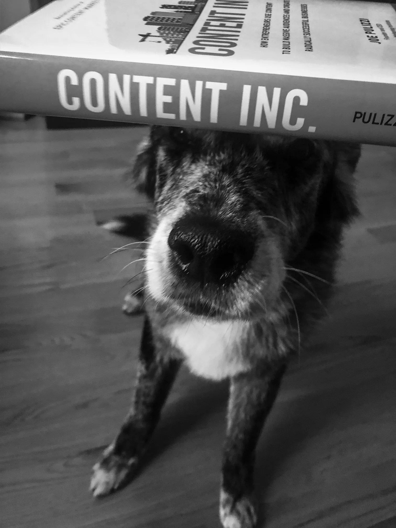 What We Can Learn About Content Marketing From Dogs Content Rewired