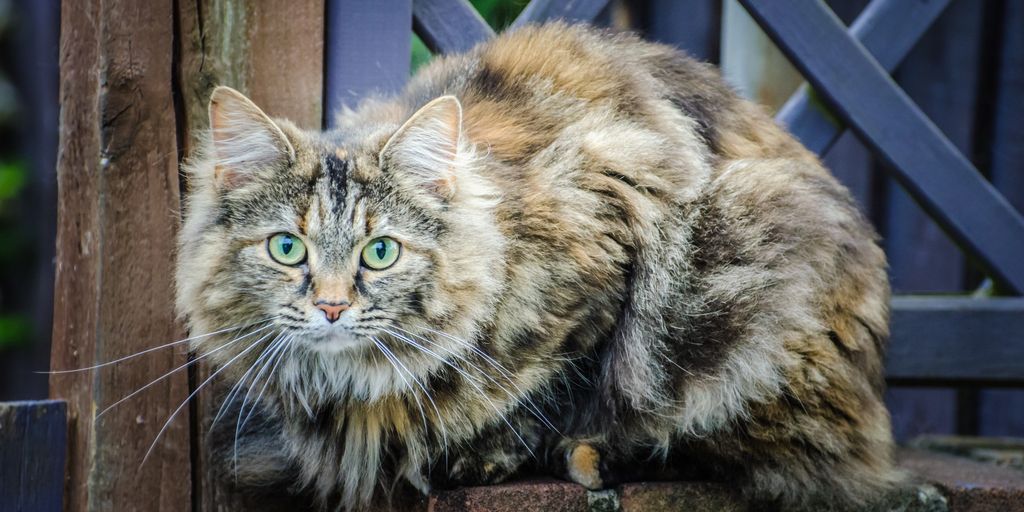 Understanding Cattery Prices What To Expect And How To Choose The Best