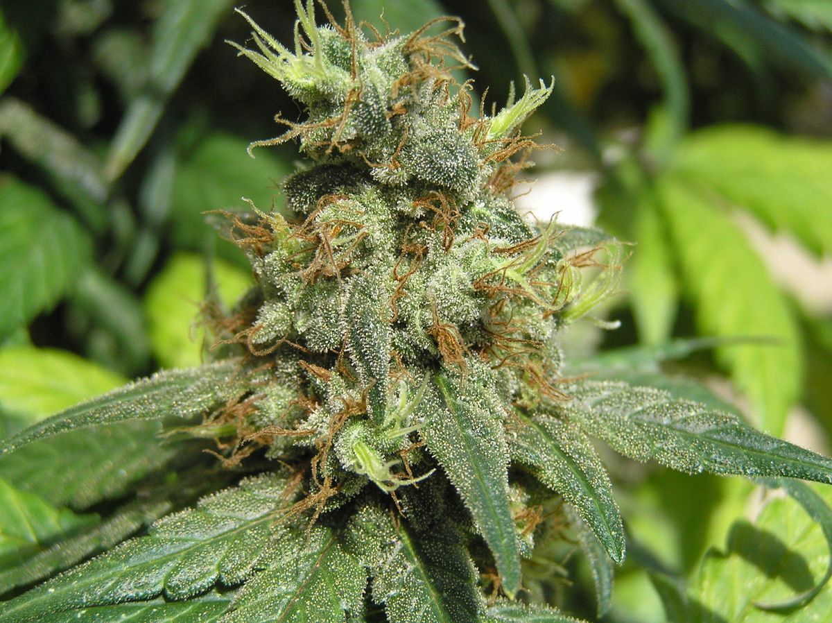 Why Does My Poop Smell Like Weed? Uncovering the Mysterious Phenomenon