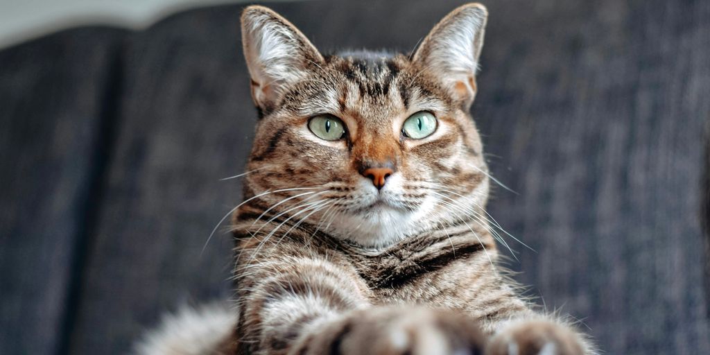 Training Your Cat to Stay Indoors Tips and Techniques Cat Boarding