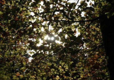 Los bosques tropicales podrían calentarse demasiado y amenazar la fotosíntesis