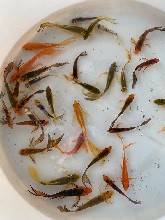 HOW TO CARE FOR KOI FISH IN OKLAHOMA CITY Oklahoma City YukonOK
