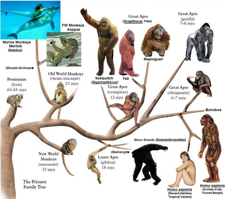 Primate Family Tree Continuing Creation