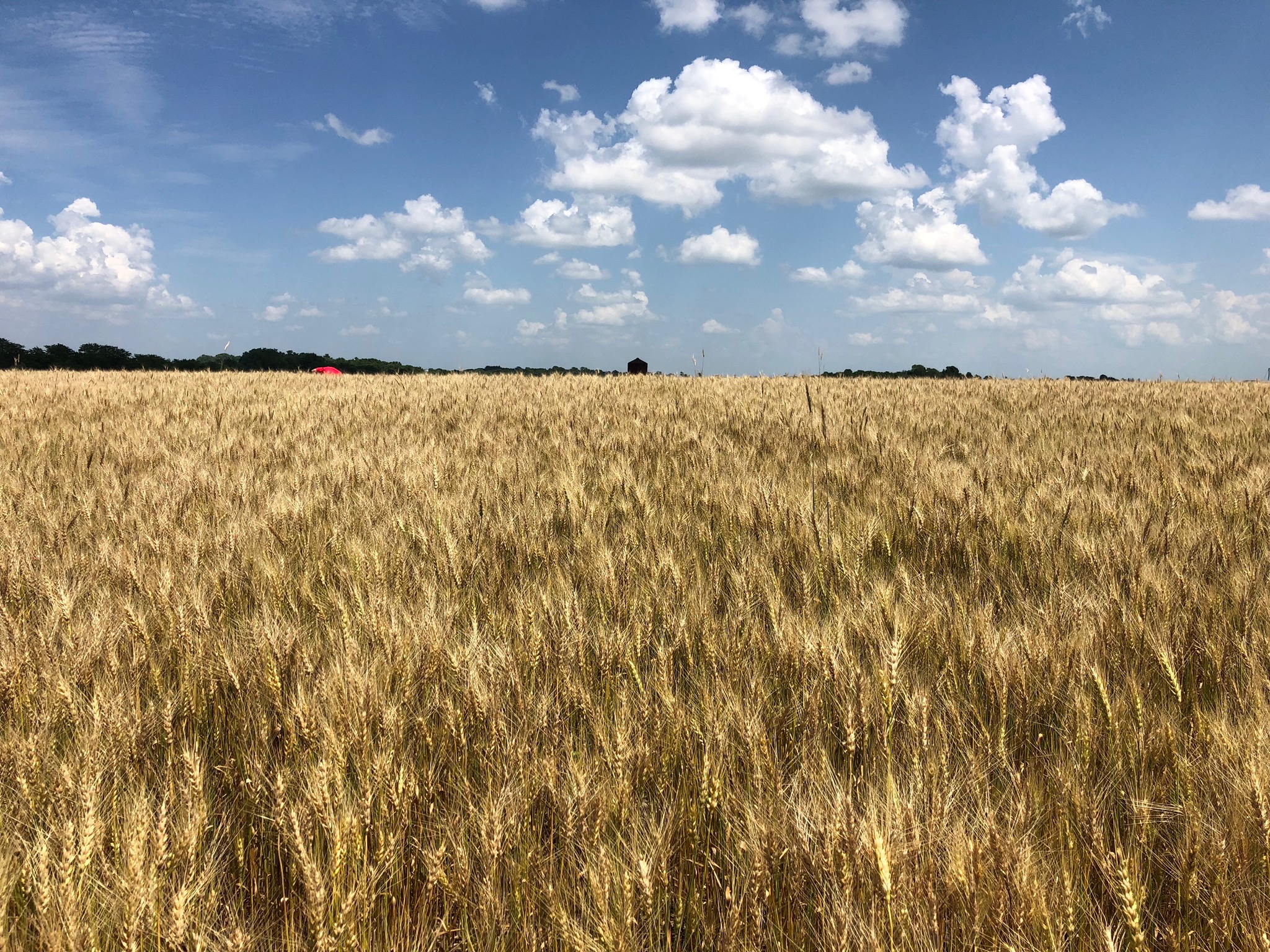 Grain Quality Testing Why It’s Important Continuum Ag