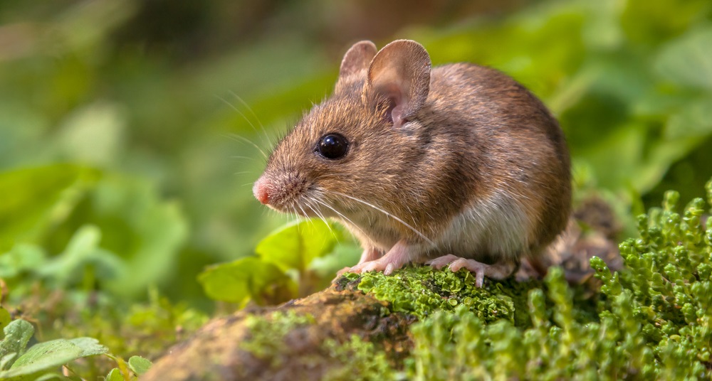 How to Get Rid of Mice in your Garage? Contractor Quotes