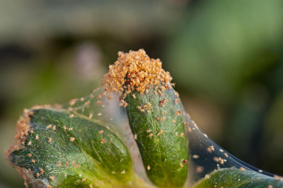 Common Garden Pests and How to Get Rid of Them