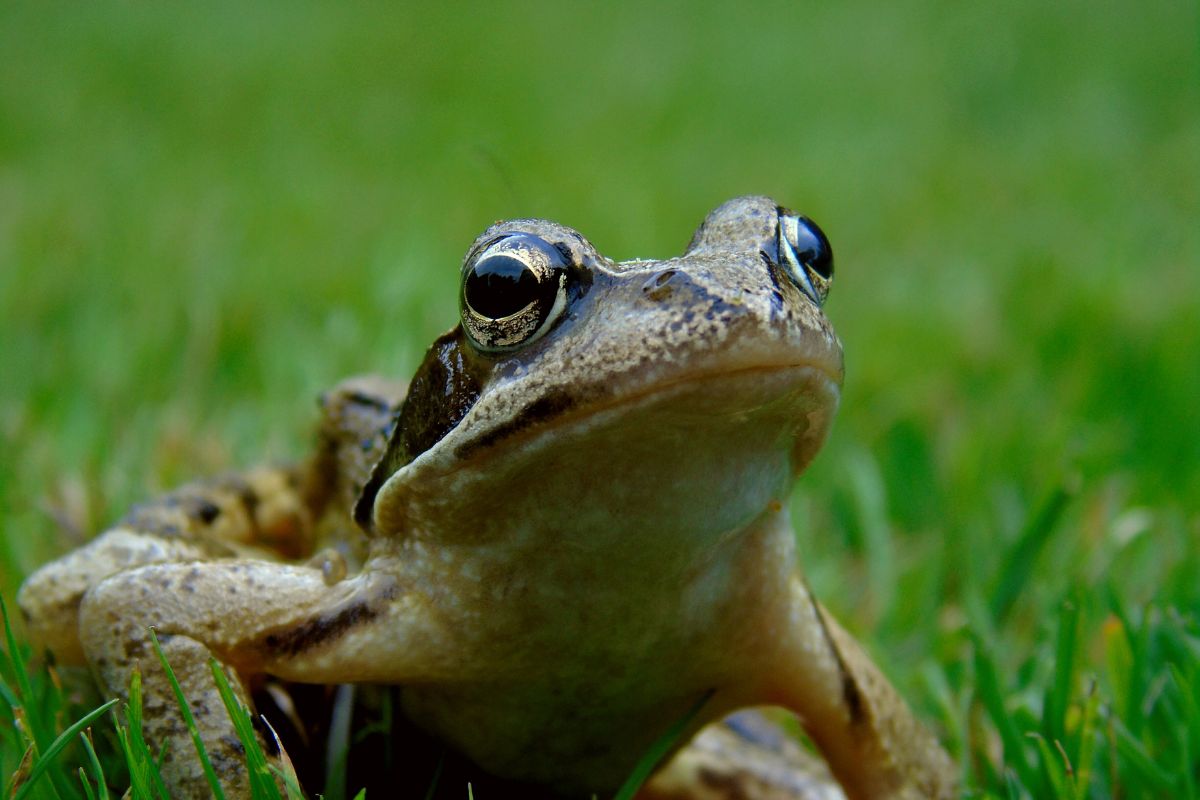 Difference Between Frog And Toad ContrastHub