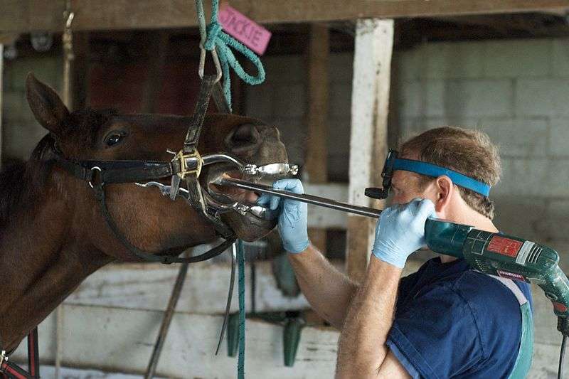 Métier équestre dentiste équin Contre Galop 🏇