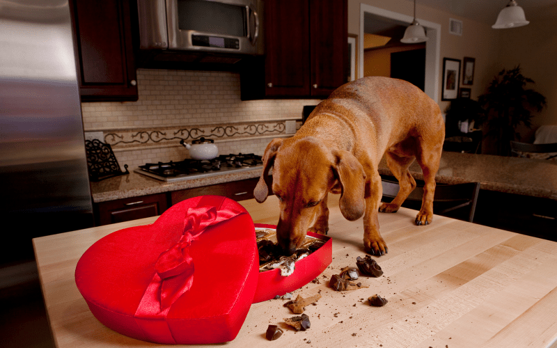 Does Chocolate Kill Dogs? Pawjourr Blog
