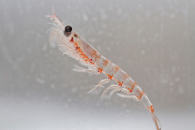 Can Generative AI and Large Language Models Help Catch More Krill