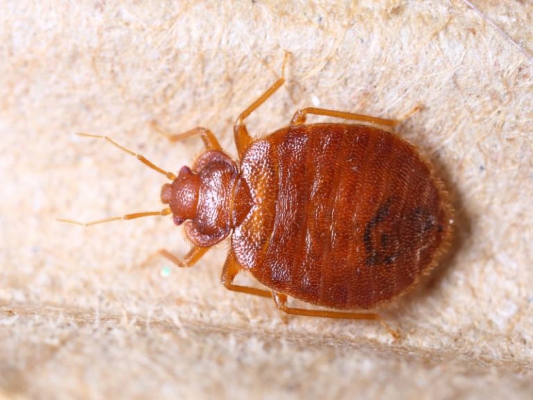 Bed Bug Exterminator NYC Control Exterminating Company