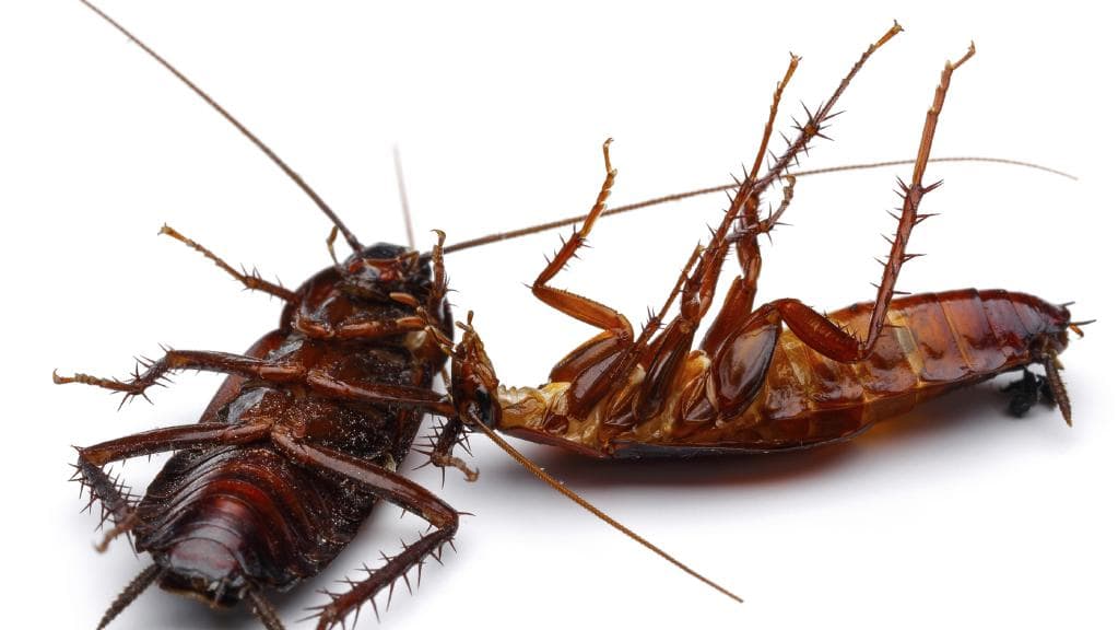 Cockroach Control Gold Coast Removal Control Pest Management