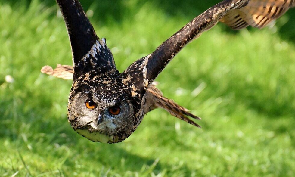 Are Owls Afraid Of Dogs