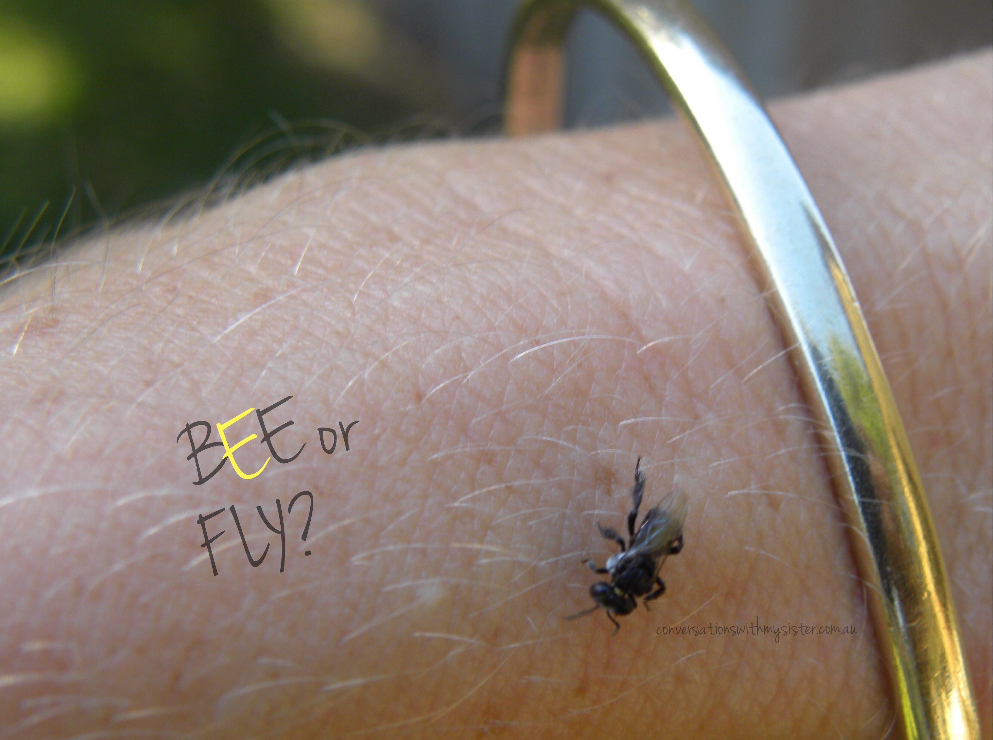 How Far Do Native Bees Travel From Their Hive Travel Poin