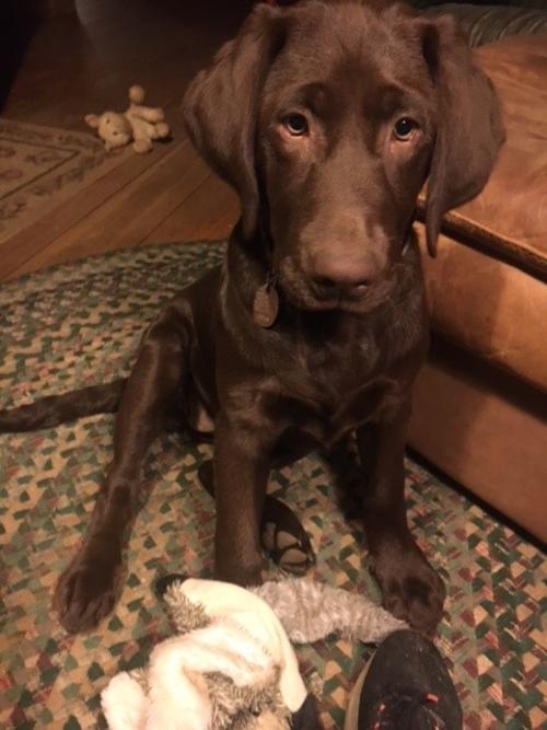 Town Clerk Dog of the Year Town of Conway MA