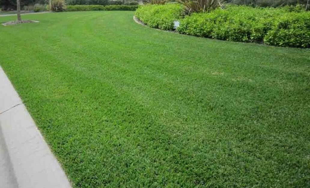 Grass Guide Shademaster Buffalo Coochie Coochie