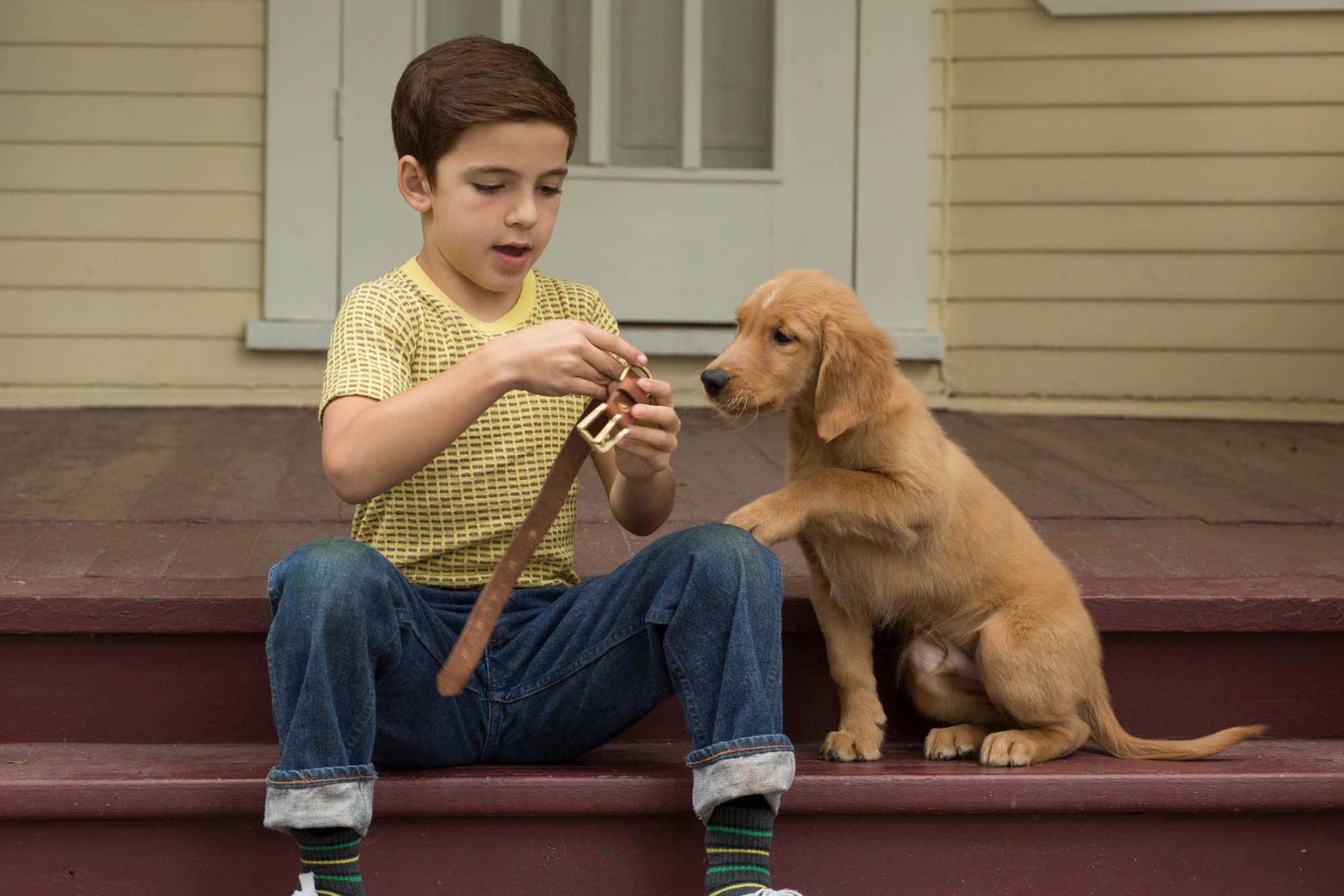 Good Boy! But what about the movie? 'A Dog's Purpose' Cooglife