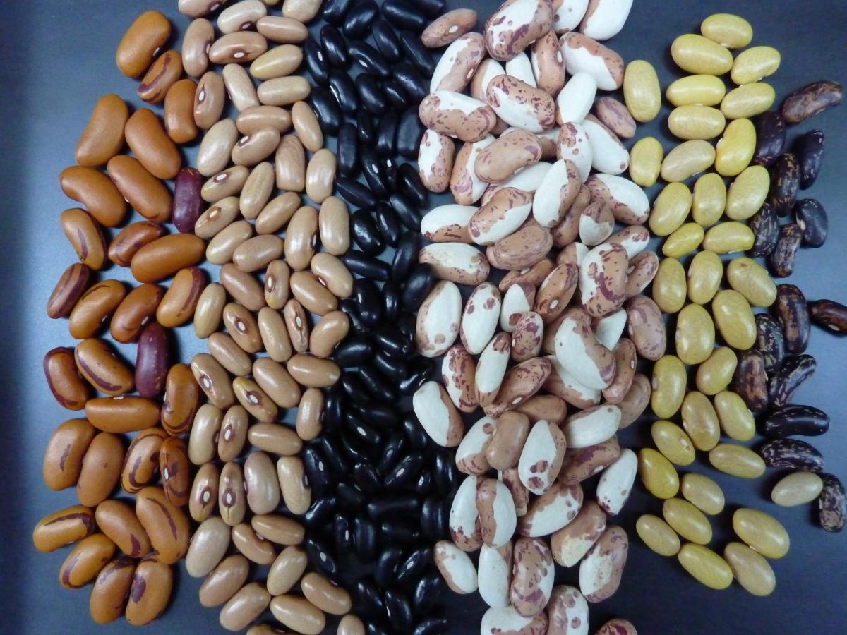 Bean Basics Los Molcajetes