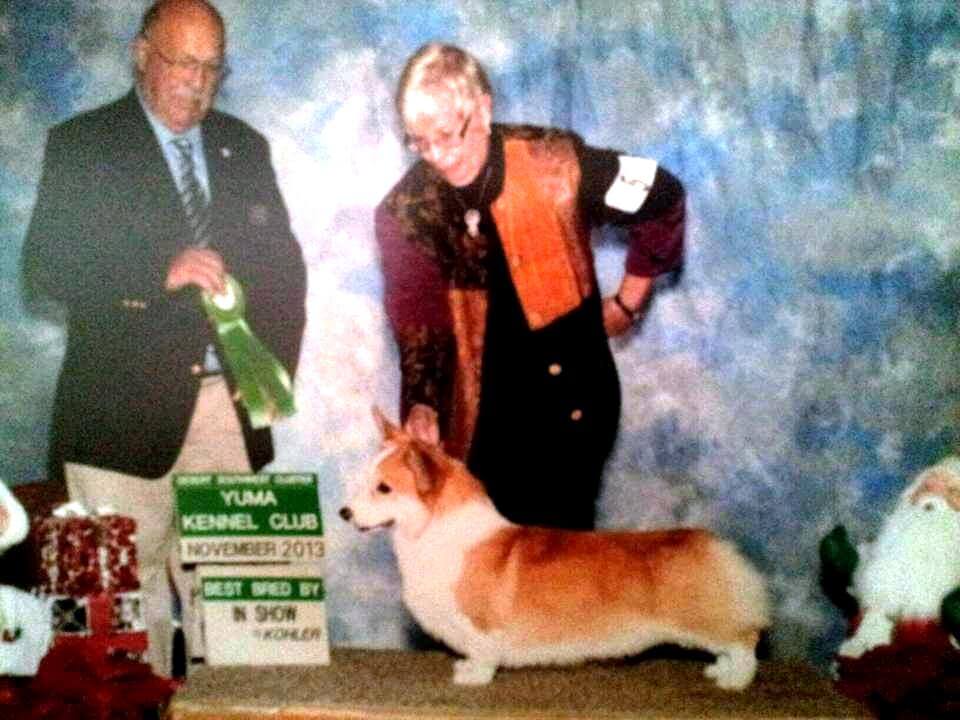 AKC Grand Champion Stud Dog Cook Arena