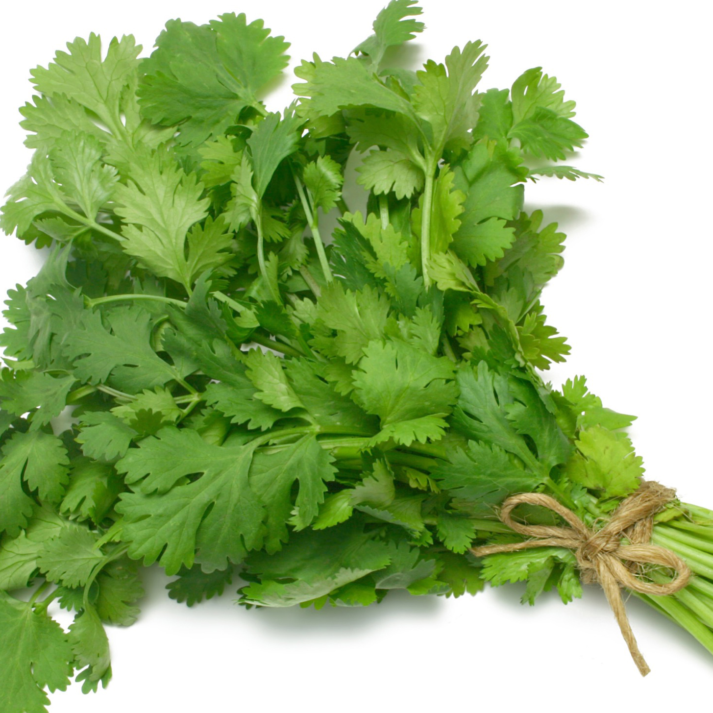 Cilantro / Coriander Archives ANV Cookbook
