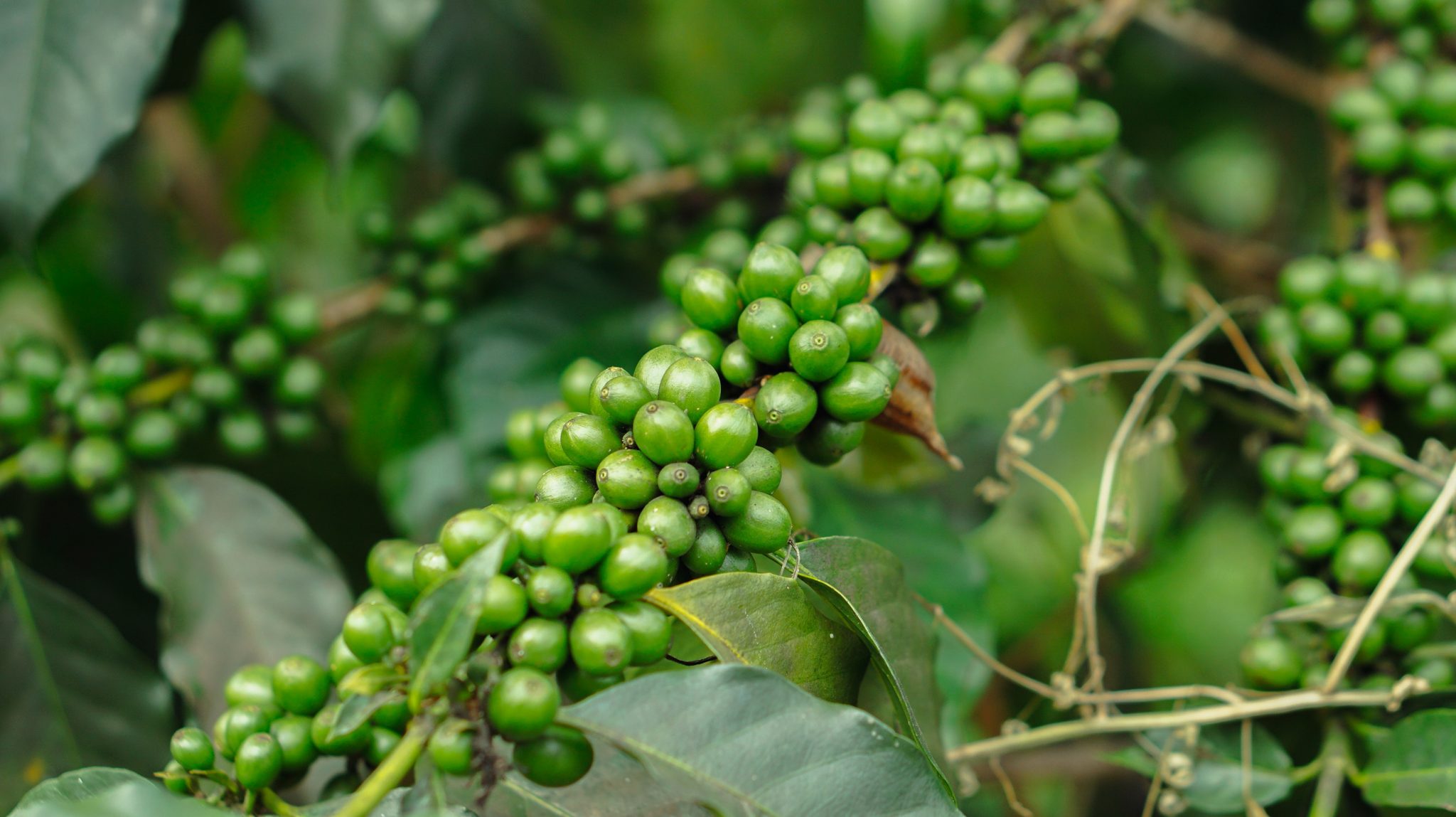 Green Peppercorns Everything You Need To Know Cooked Best