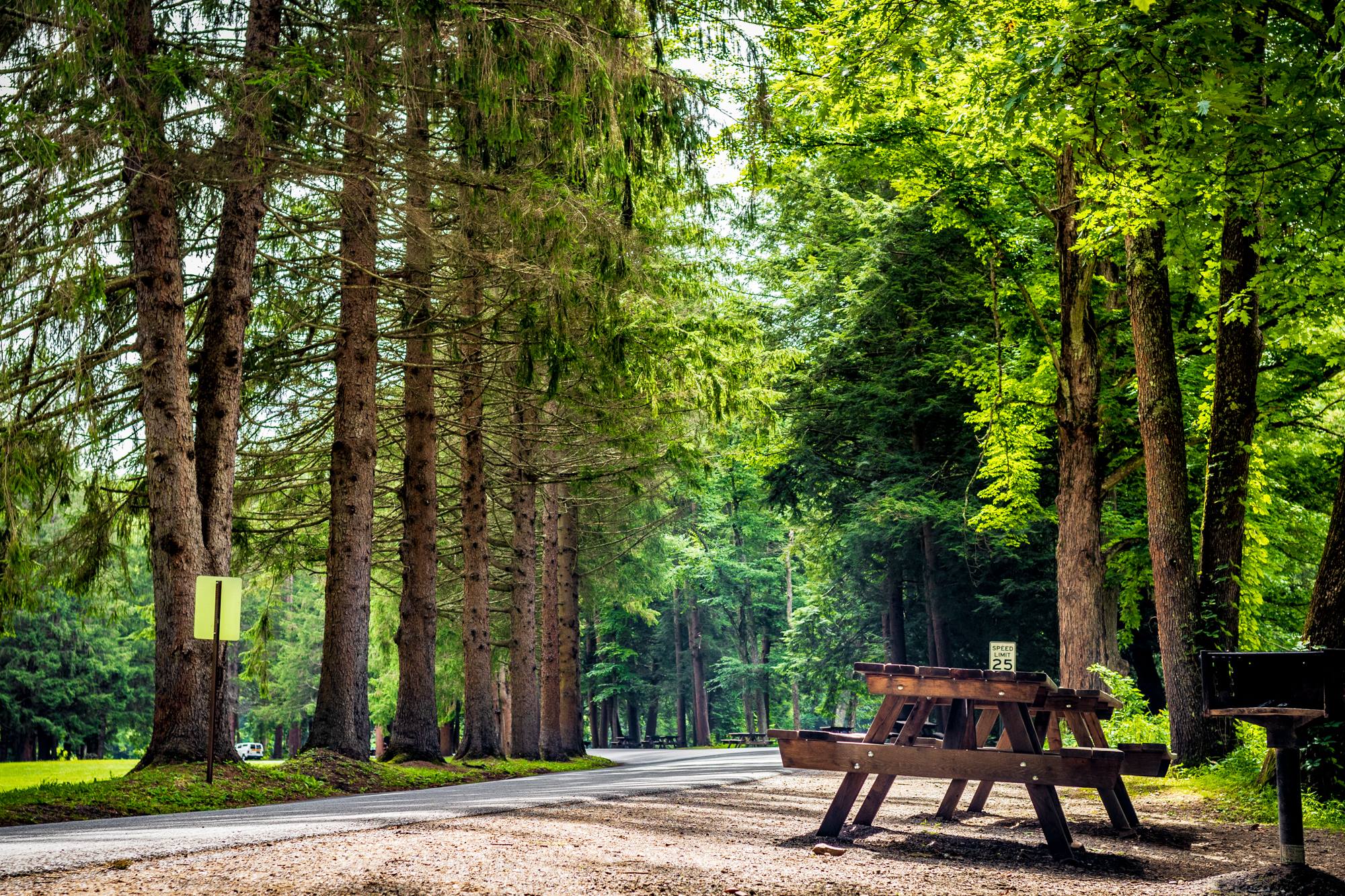 Cook Forest Photo of the Day