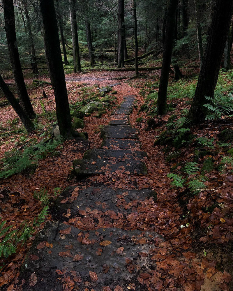 Cook Forest Photo of the Day